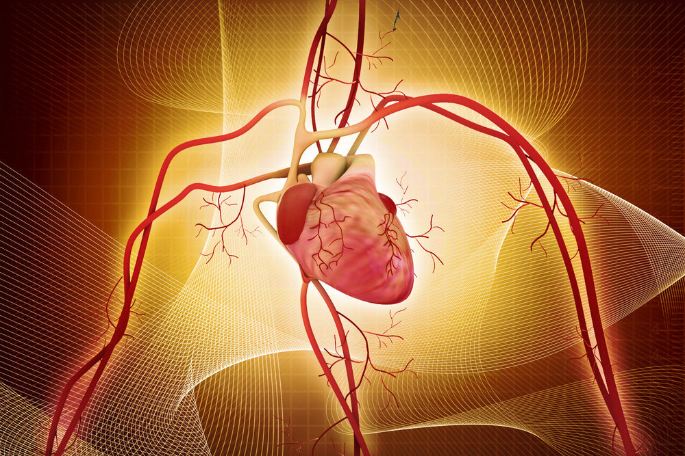 Omocisteina: la molecola dimenticata che mette a rischio cuore, cervello e vasi